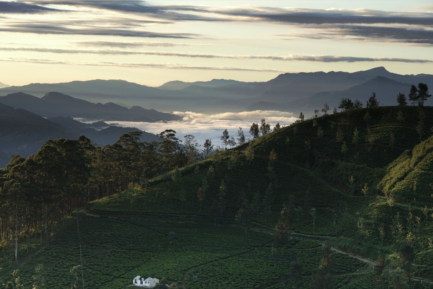 Mist drifting over a Sri Lankan hill-country plantation